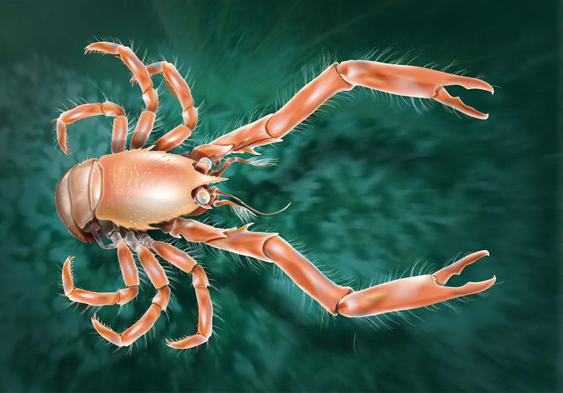 Uroptychus cartesi